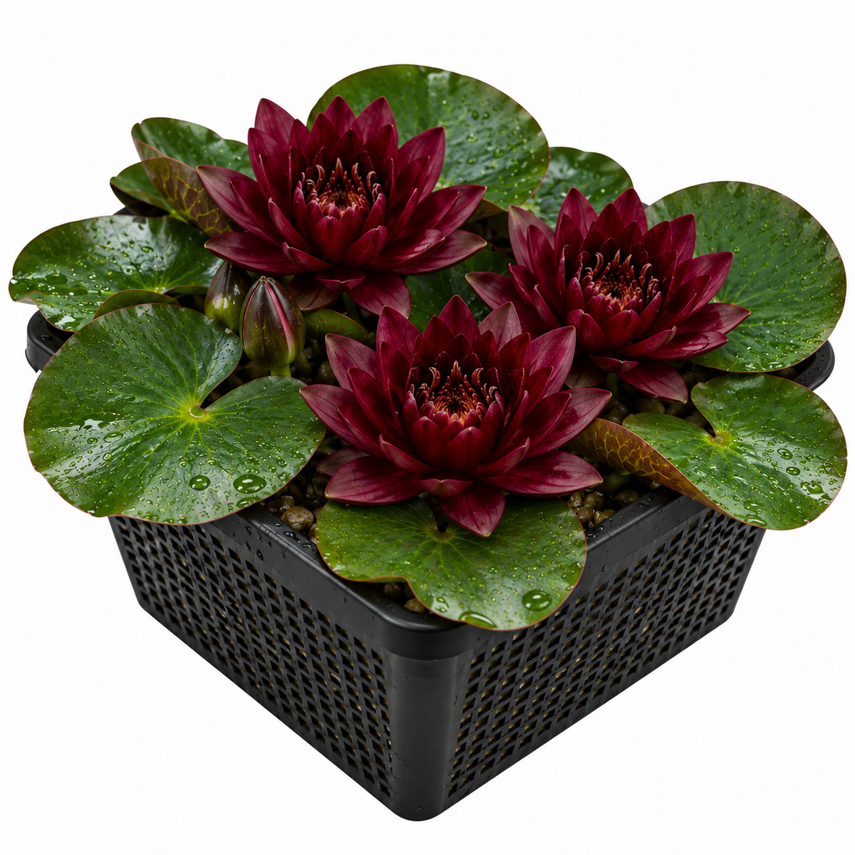 Nenúfar Rojo Oscuro - Nymphaea - 1x Nenúfar Multiflor Con Cesta_0