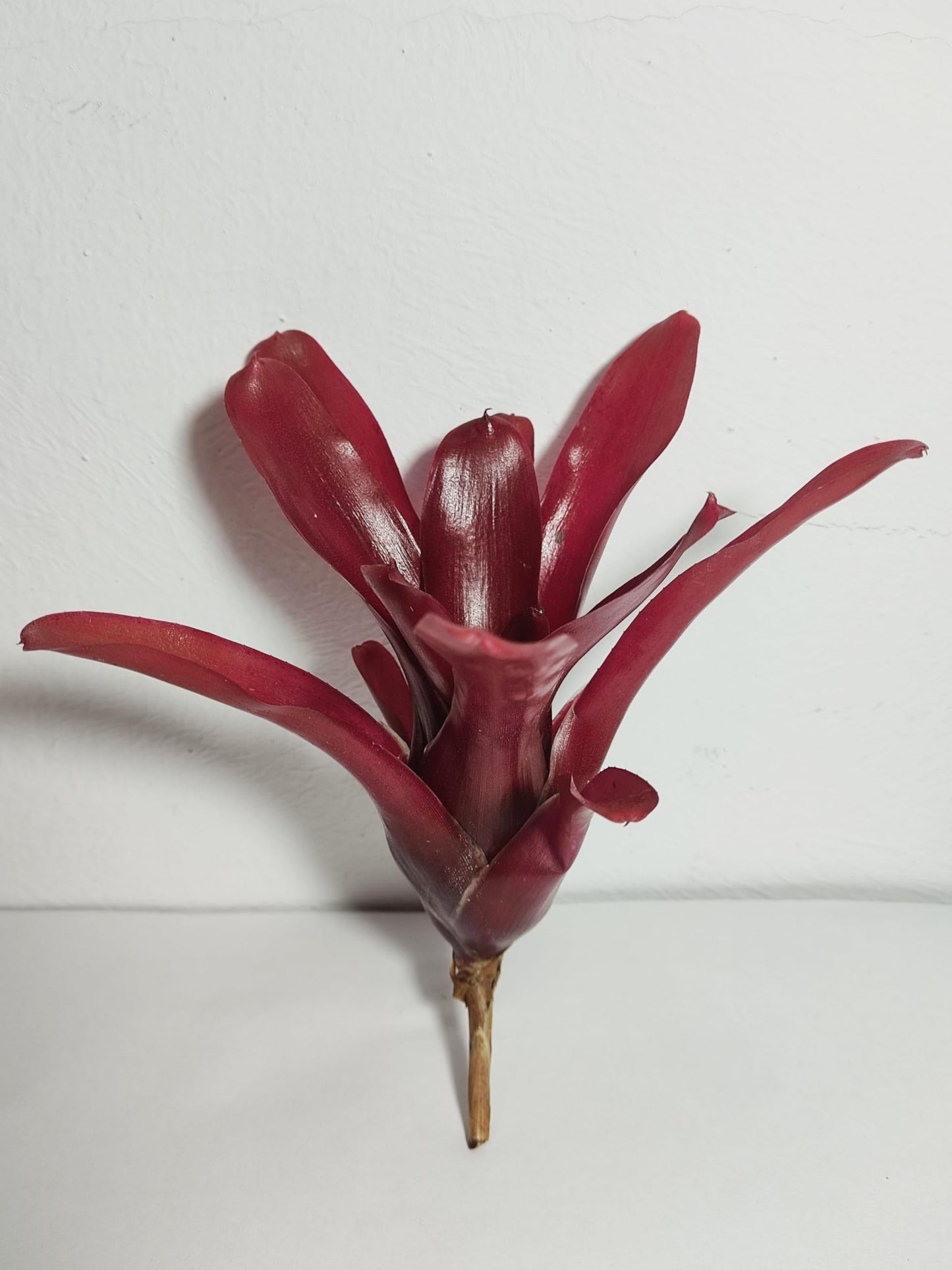 Neoregelia 'Super Fireball'; bromelia roja; Curiosarium; altura 15-18 cm, diámetro 10-12 cm, sin sustrato_4