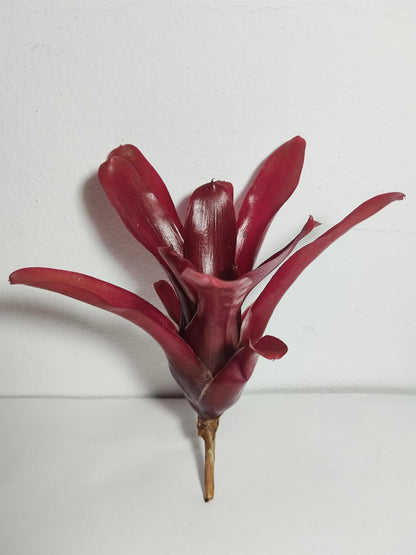 Neoregelia 'Super Fireball'; bromelia roja; Curiosarium; altura 15-18 cm, diámetro 10-12 cm, sin sustrato_4