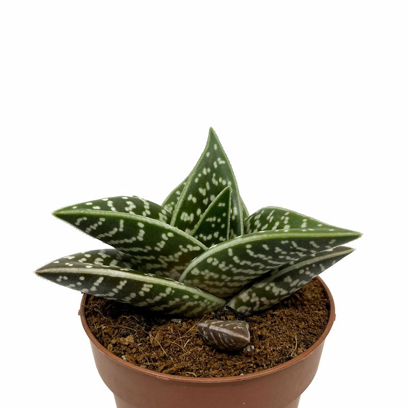Aloe Variegata Cactus Y Suculentas M8,5 cm Ø_0