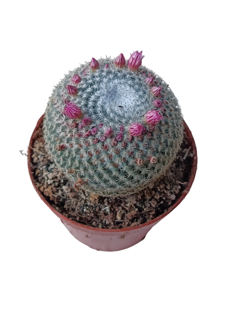 Mammillaria Pseudoperbella Planta Cactus Ø8_0