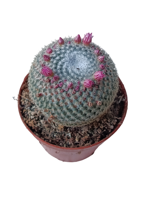 Mammillaria Pseudoperbella Planta Cactus Ø8_0