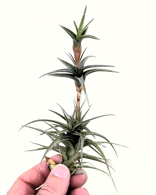 Tillandsia latifolia vivipara; planta del aire vivípara, apta para terrarios; altura 15-20 cm, diámetro 10-12 cm_0