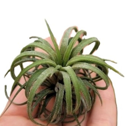 Tillandsia ionantha 'Curly'; Planta Del Aire Rizada; Curiosarium; Altura 6-7 cm, diámetro 11-12 cm_0