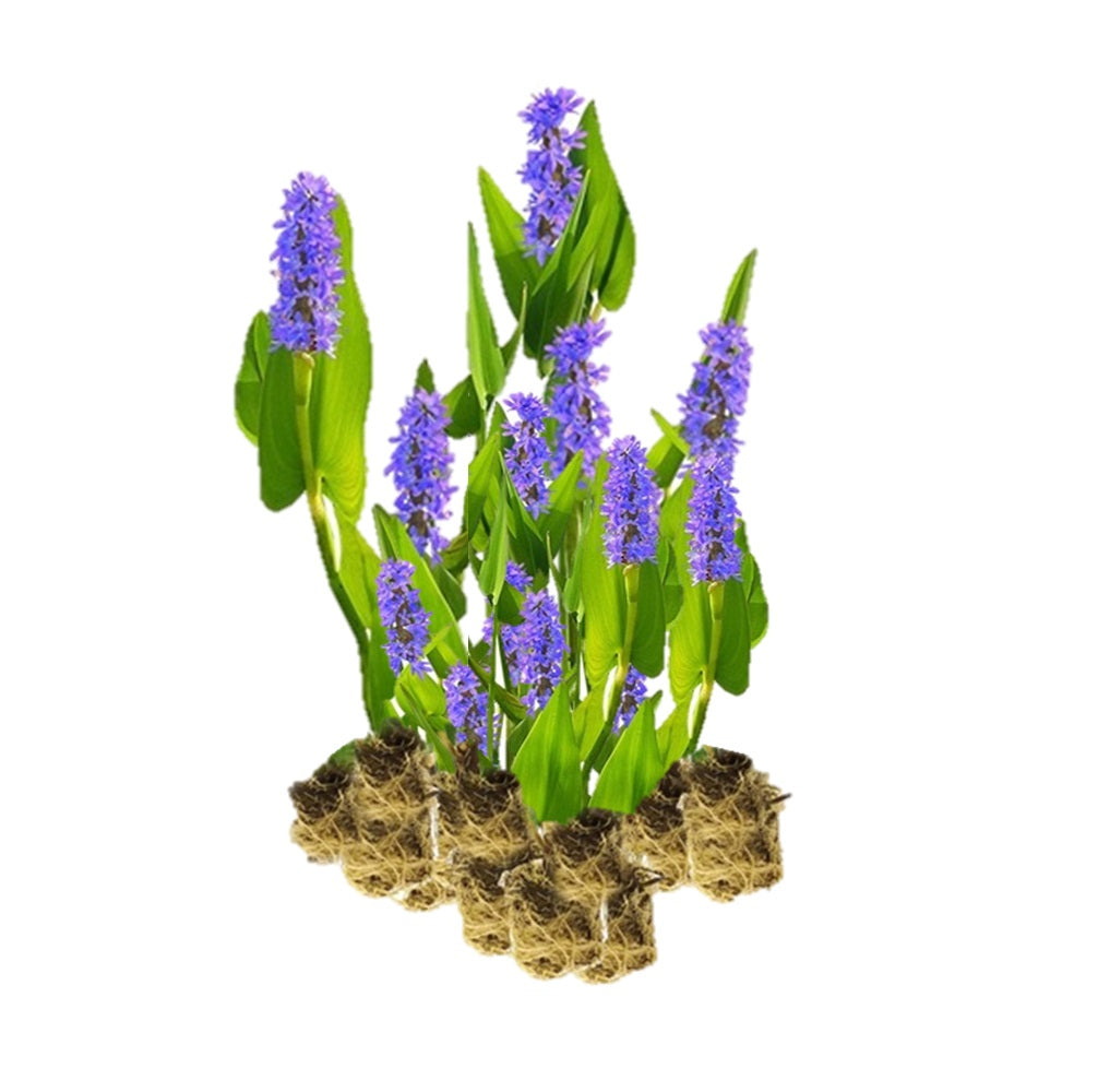 Pontederia - Pontederia Cordata - 15 Plantas_0