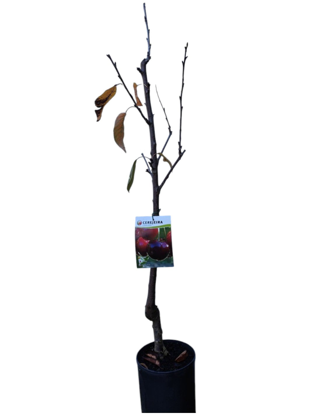 Frutal Cerezo Cristalino Maceta 140 Cm_0