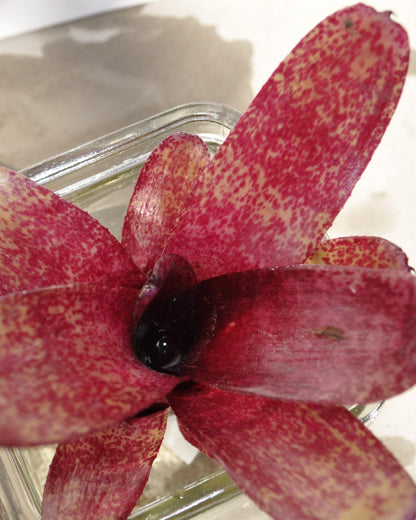 Neoregelia 'Red Waif'; bromelia colorida, ideal para terrarios; Curiosarium; altura 14 cm, diámetro 10 cm, sin sustrato_1