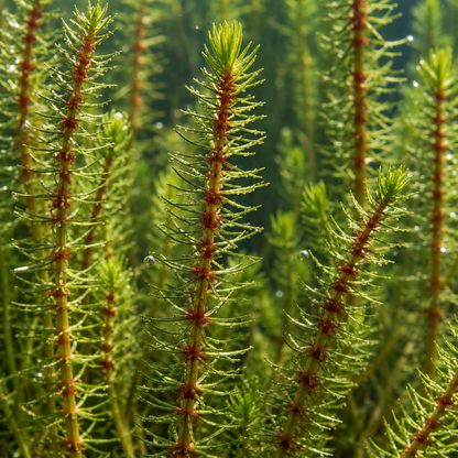 Cola De Caballo - Hippuris Vulgaris - 12 Plantas_1