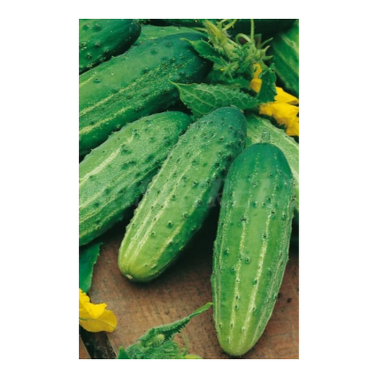 Semillas Pepino Wisconsin_0