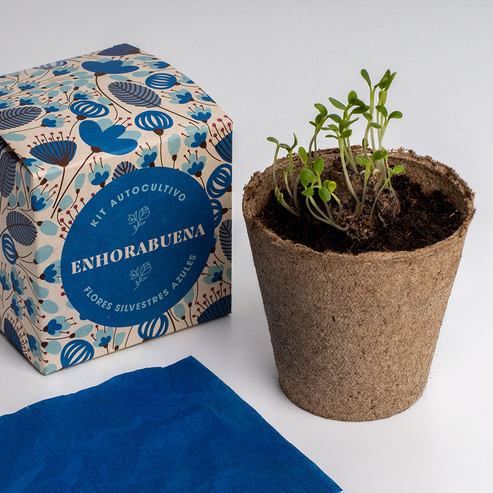 Díselo con Flores "Enhorabuena" Kit Cultivo Flores Silvestres Azules | Regalo Original - Resetea_3