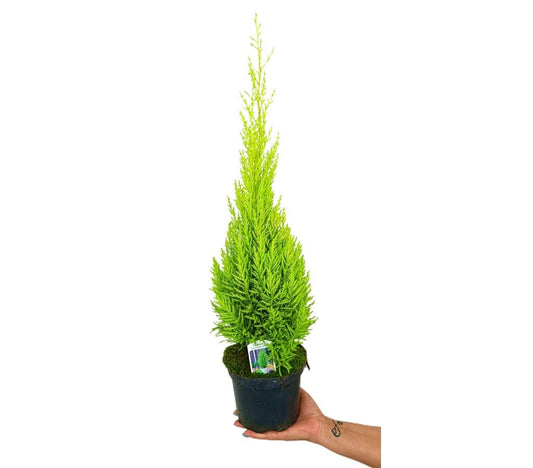 Cupressus Gold Crest Wilma M17 60-70cm (pino Del Limón)_0
