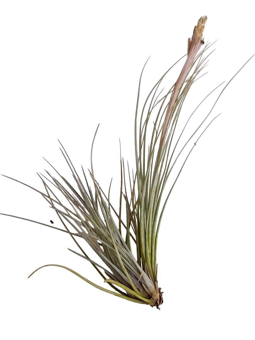 Tillandsia Bartrami Planta Natural Clavel Del Aire 5-7 Cms_0