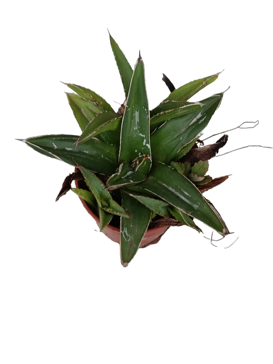Agave Victoria Planta Suculenta Ø5_0