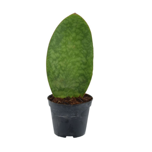 Sansevieria Masoniana Whale Fin Planta De Interior Ø8_0