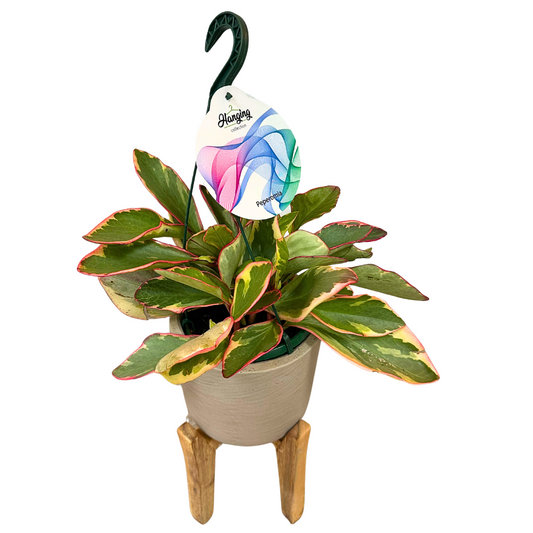 Peperomia Obtusifolia M15 Colores Variados_0