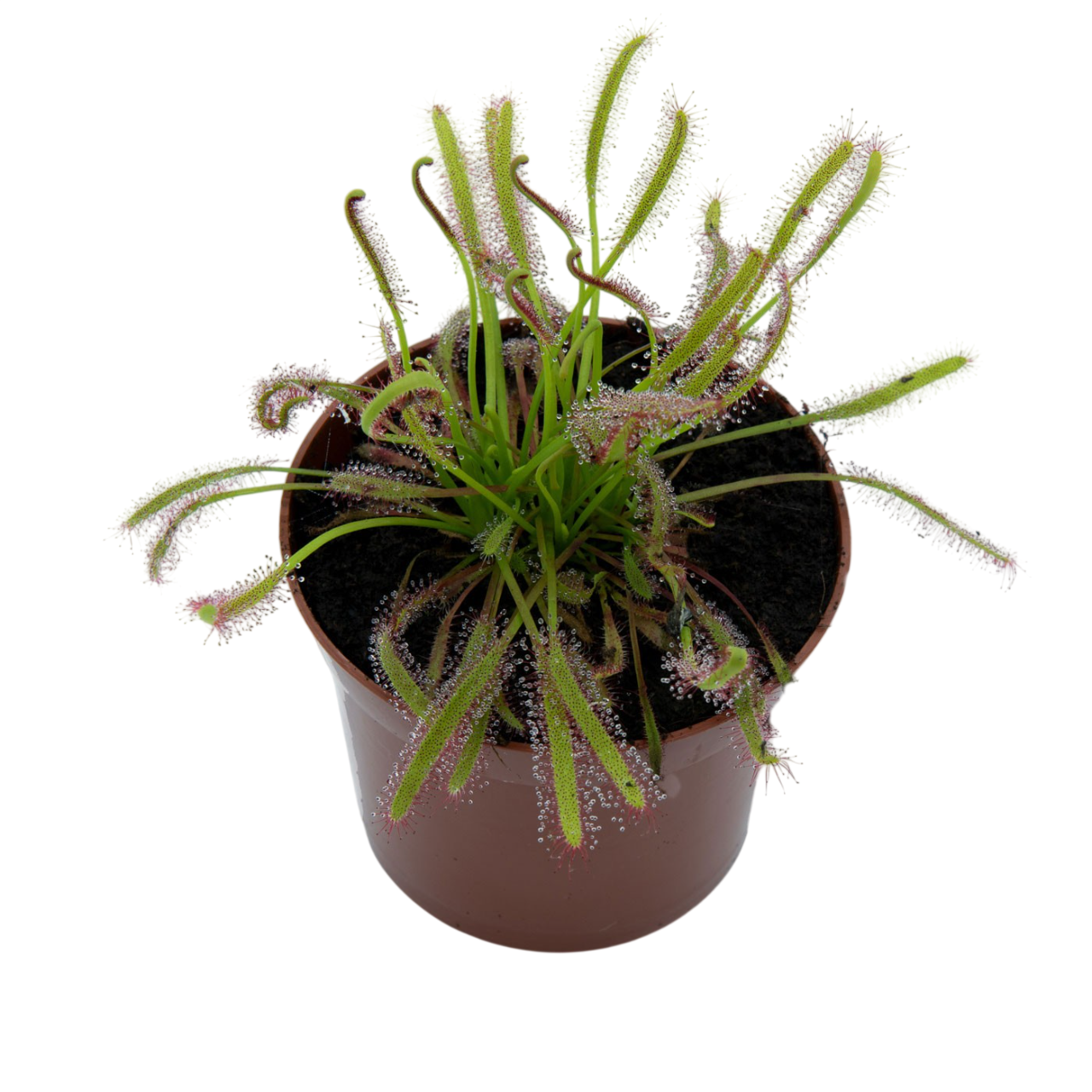 Drosera Capensis M9_0