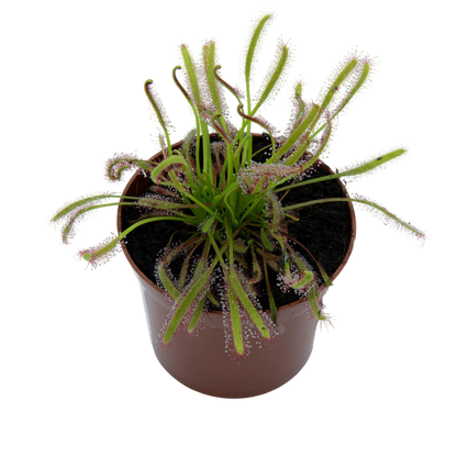 Drosera Capensis M9_0
