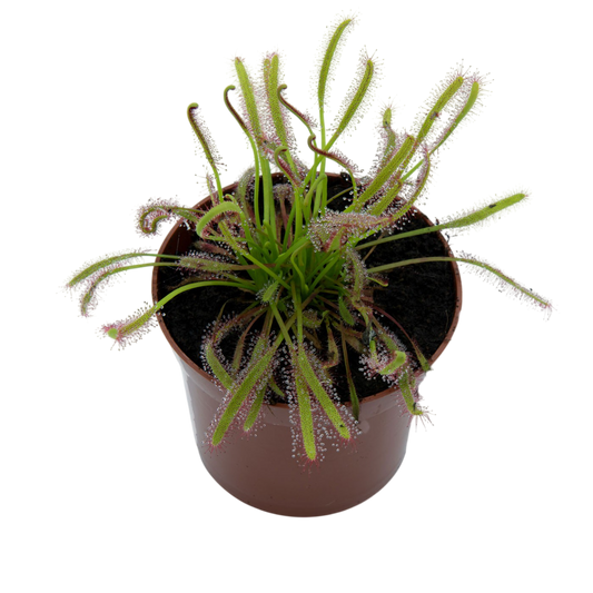 Drosera Capensis M9_0