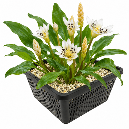 Nenúfar Del Cabo - Aponogeton Distachyos_0