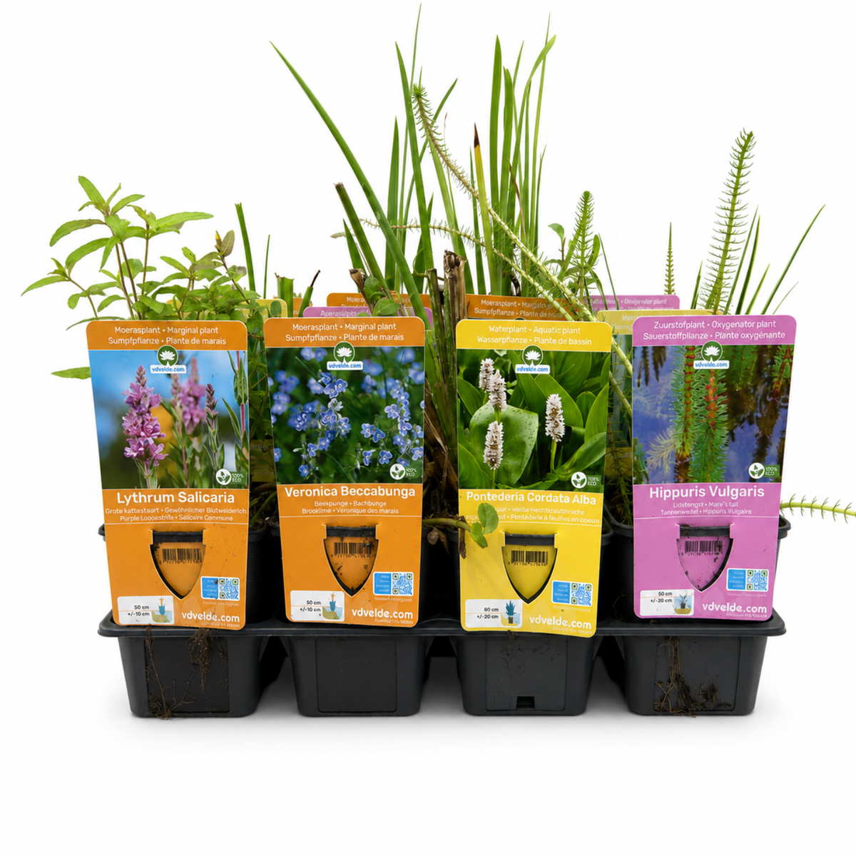 Set Sorpresa Plantas Estanque - 12 Plantas Incl. Nenúfar Blanco_2