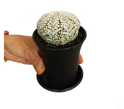 Astrophytum Asterias Superkabuto M8 15cm_0