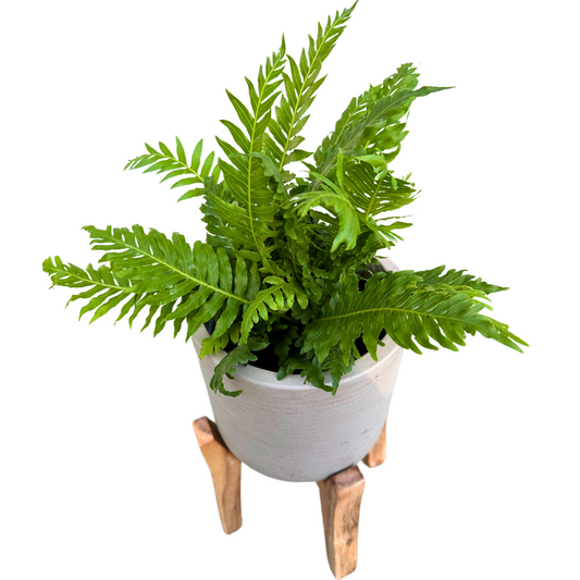 Helecho Blechnum La Variedad De Helecho Con Follaje Más Distintivo_0