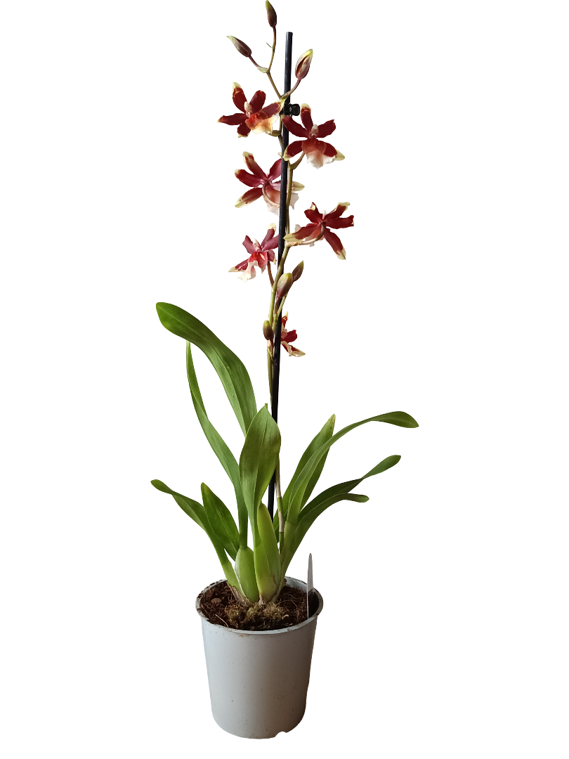 Orquidea ALEATORIA De Color Surtido Ø9-12 - 30-60 Cm - Sin Flor_2