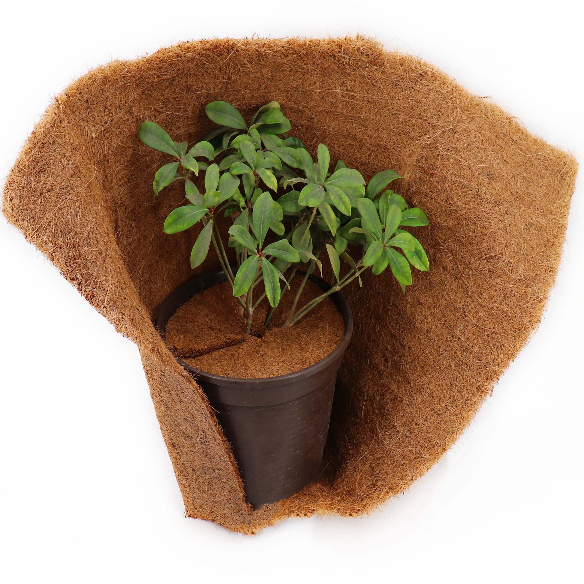 10 Discos Mulching De Coco 37cm Estera De Fibra De Coco Estera Protectora De Plantas De Fibra De Coco Coco_5