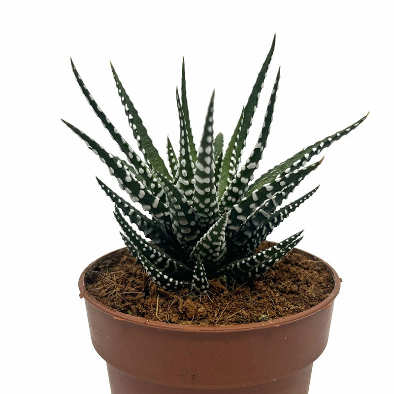 Haworthiopsis Attenuata Cactus Y Suculentas M8,5 cm Ø_0