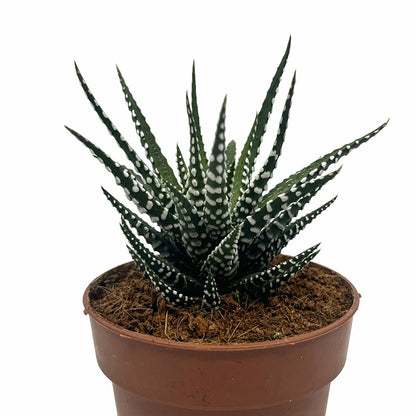 Haworthiopsis Attenuata Cactus Y Suculentas M8,5 cm Ø_0