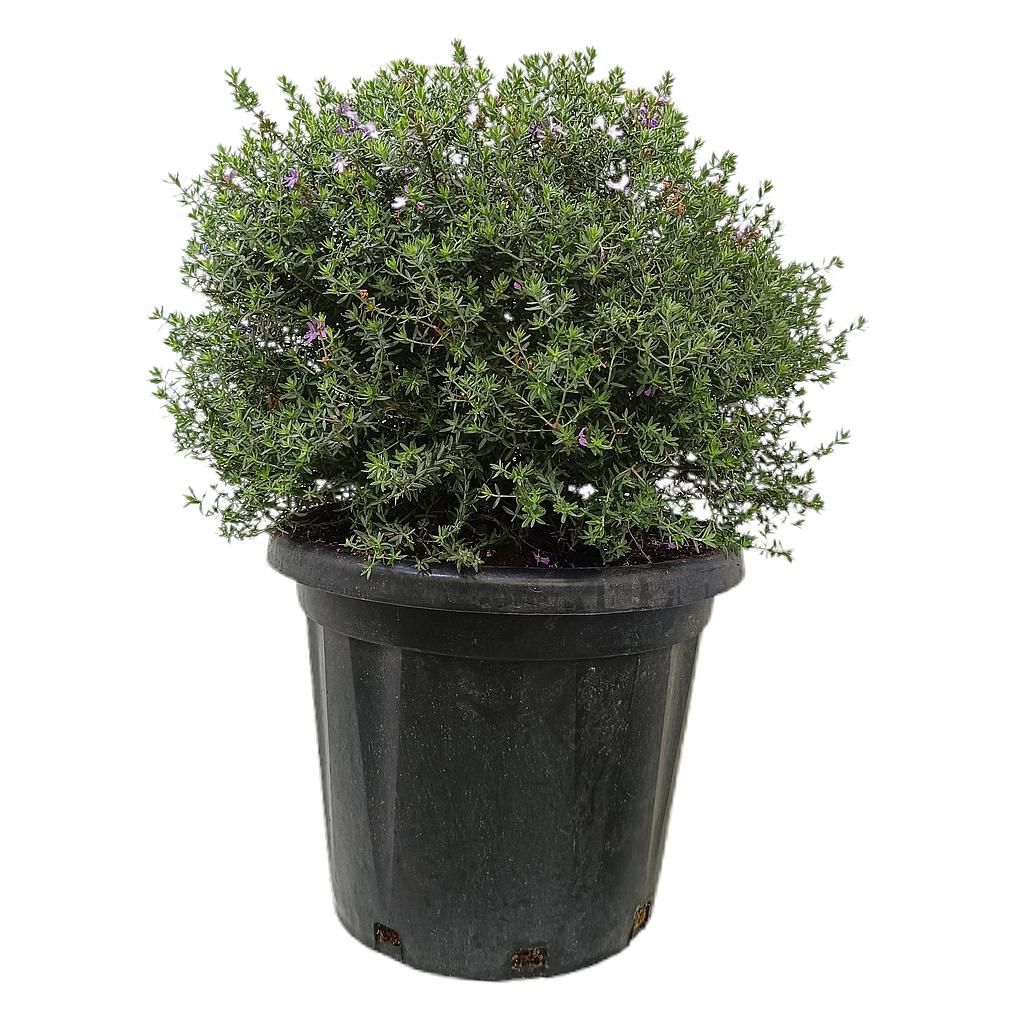 Westringia Longifolia M35 60cm_0