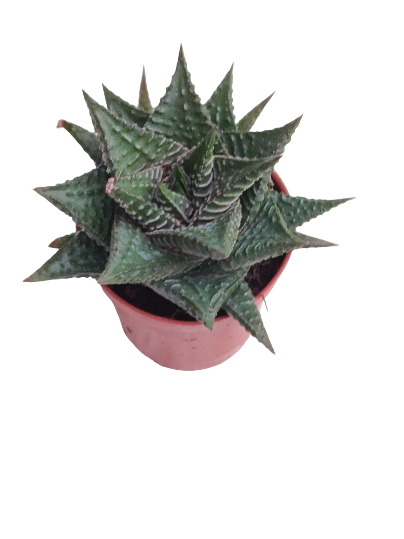 Haworthia Striata Planta Suculenta Ø5 ideal semisombra_0