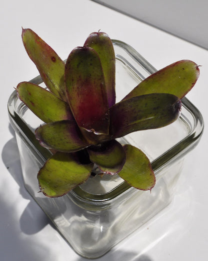 Neoregelia 'Mephisto'; bromelia verde y púrpura, adecuada para terrarios; Curiosarium; altura 12 cm, diámetro 8 cm_2