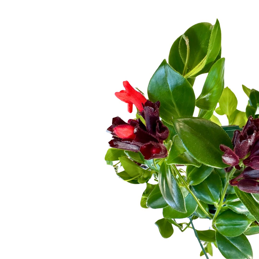 Aeschynanthus O Planta Pintalabios M15_1