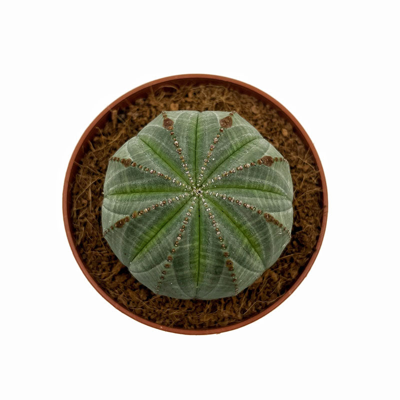 Euphorbia Obesa Cactus Y Suculentas M8,5 cm Ø_1