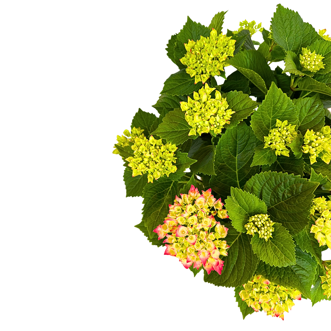 Hortensia Colores Variados M20_2