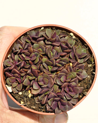 Anacampseros Rufescens (rosa De Arena); Planta Suculenta; Curiosarium; Diámetro Maceta 10,5 Cm_0