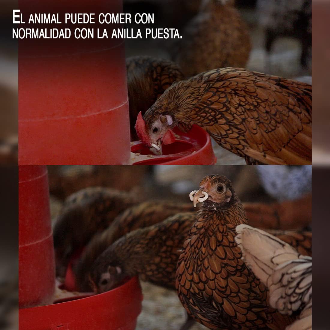 Anillas Antipicaje Para Perdices O Gallinas Y Faisanes (bolsa De 100 Unidades) - Tamaño Grande (2 Cm)_2