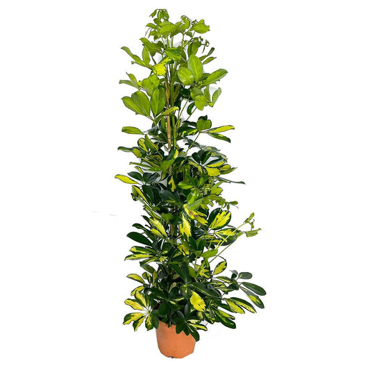 Schefflera Dalton M17 70- 90cm_0