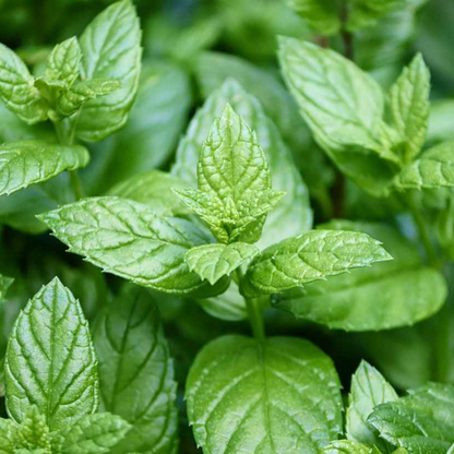 Kit De Cultivo De Menta Piperita Grow Me – Huerto Urbano Ecológico_1