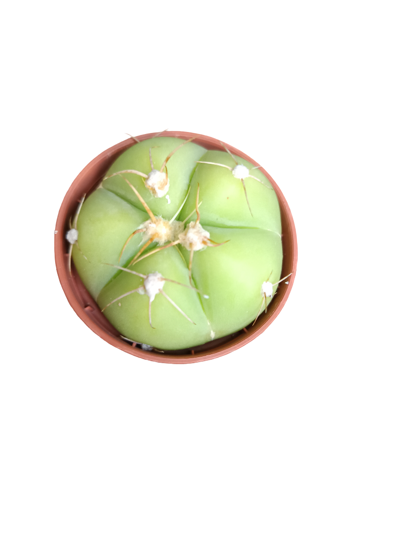 Cactus Surtido Aleatorio ☼ Planta Pequeña Ø5 Venta Por Unidad_1