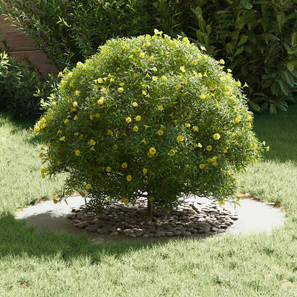 Adecuado Para Anillo De Árbol Plano Ø50 / 80 Cm Acero_2
