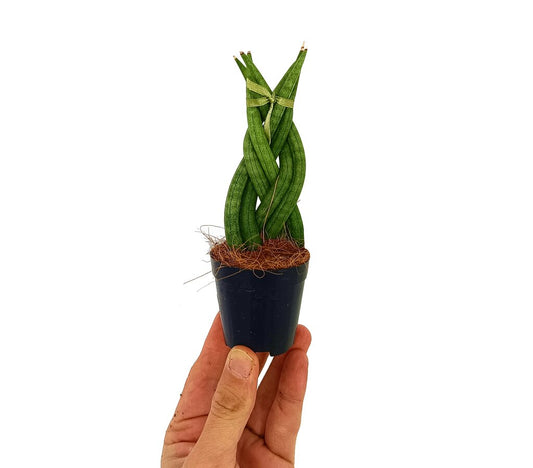 Sansevieria Cilíndrica Trenzada M6_0