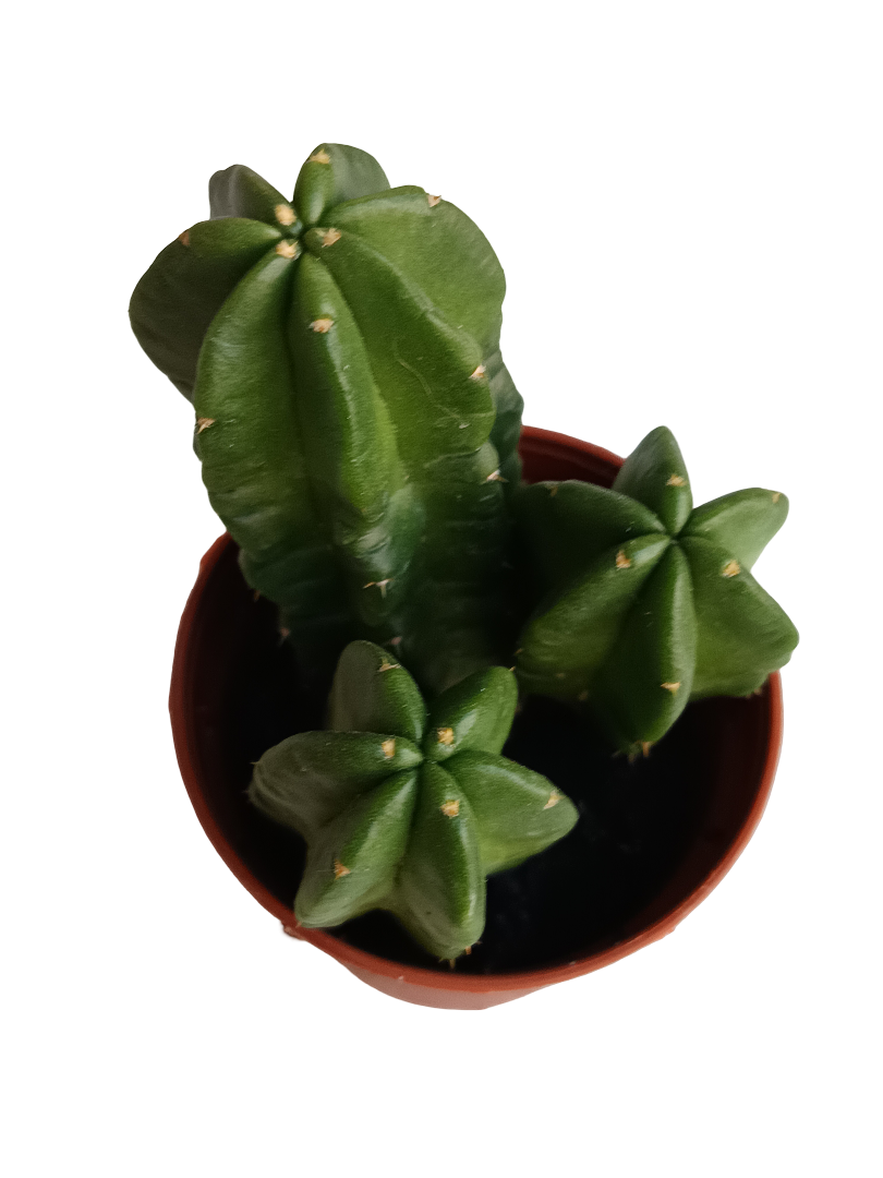 Echinocereus Morricai Cactus Planta Ø5 Cms_0