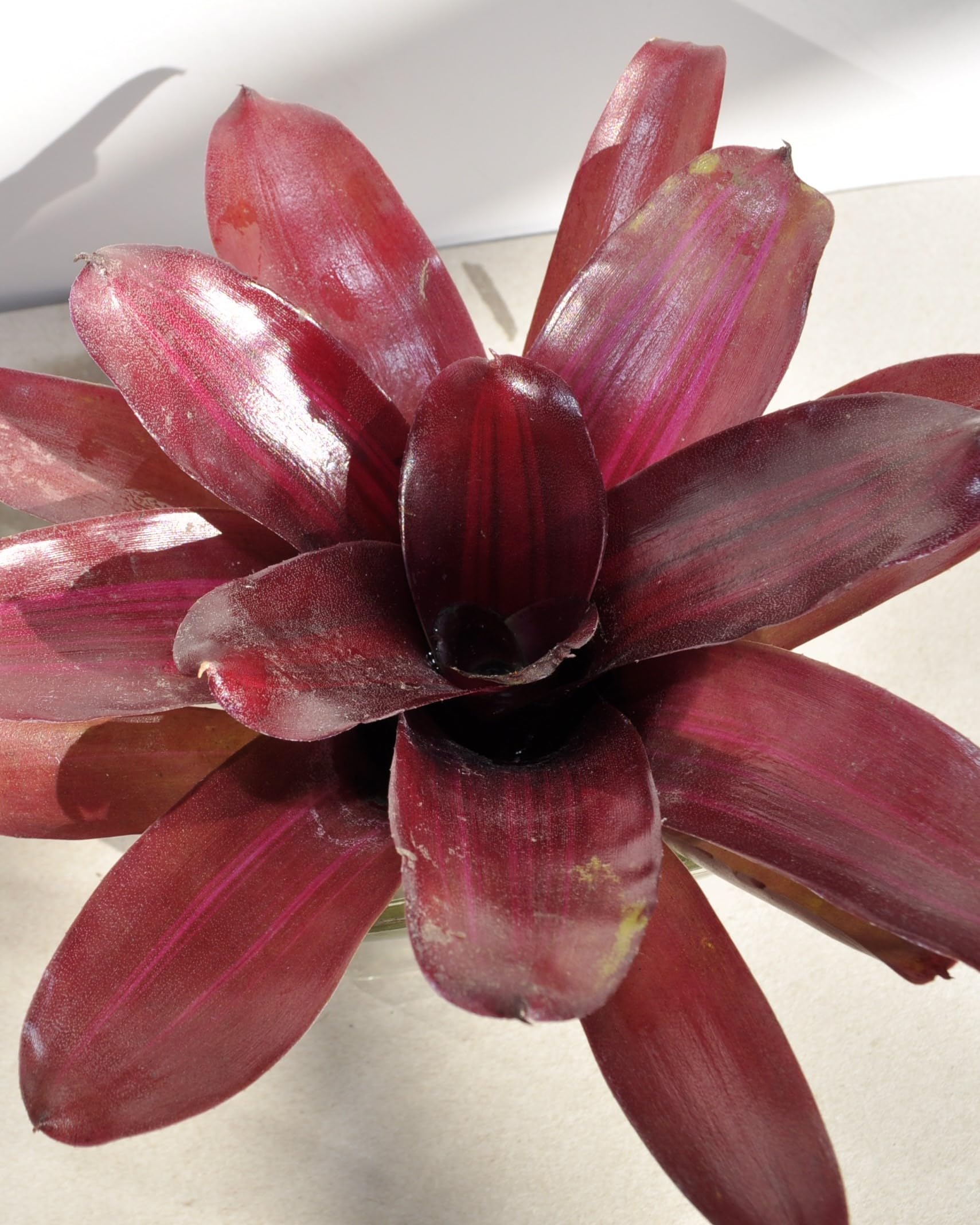 Neoregelia 'Iris'; bromelia purpúrea, apta para terrarios; Curiosarium; altura 15-18 cm, diámetro 12-15 cm_2