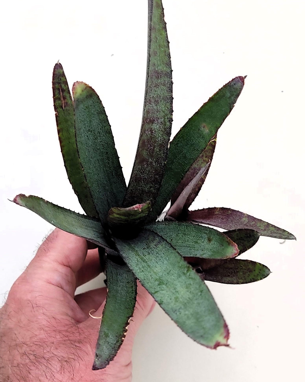 Neoregelia ampullacea purpurea; bromelia púrpura; Curiosarium; altura 30 cm, diámetro 12 cm, sin sustrato_0
