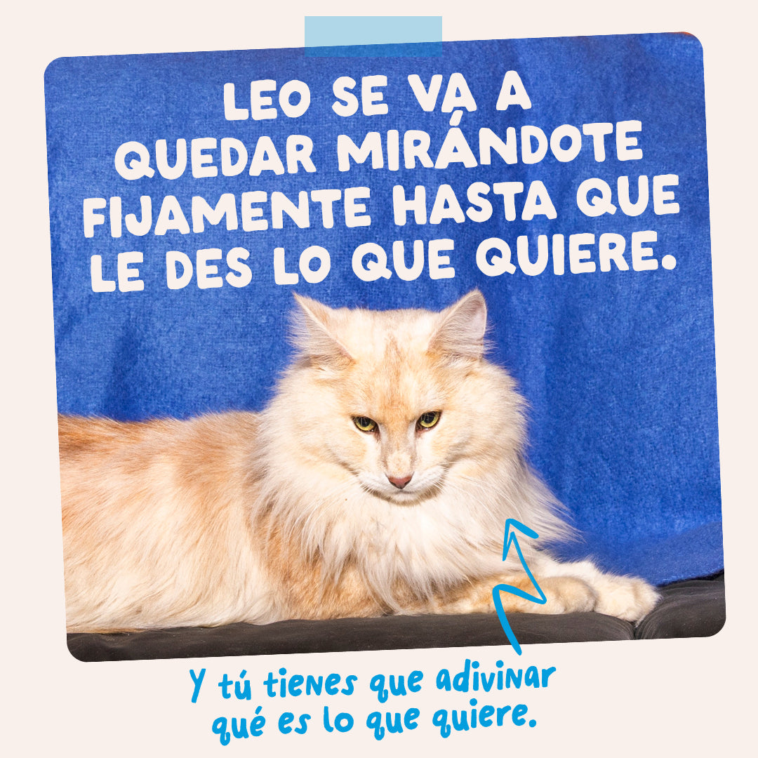 Sobres de comida húmeda para gatos Captura del Día Selección de Pescado en Salsa | Edgard & Cooper 85 g
