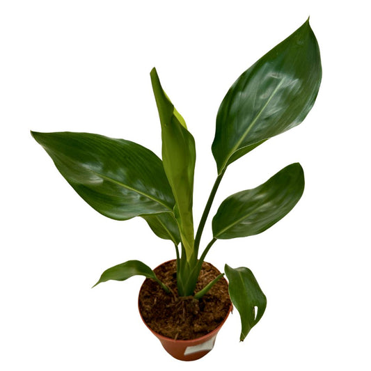 Strelitzia Reginae Planta De Jardín (ave Del Paraíso)_0