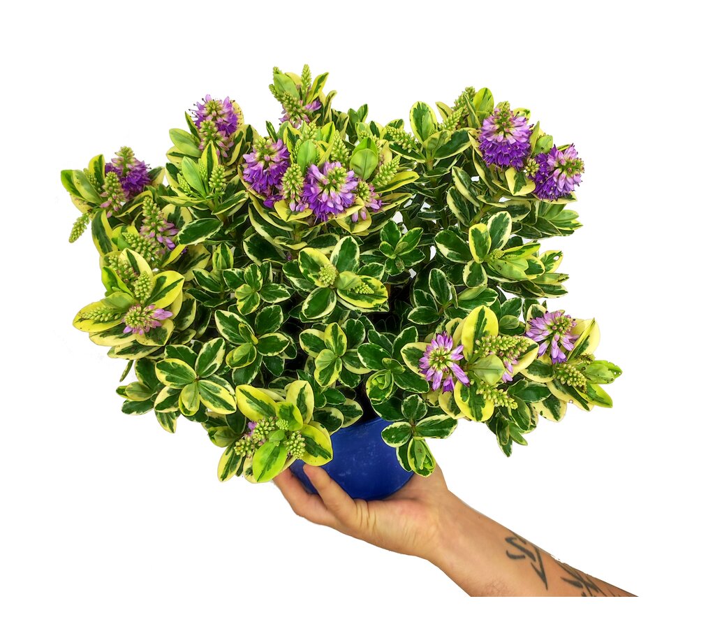 Hebe Variegata M18 35cm_0