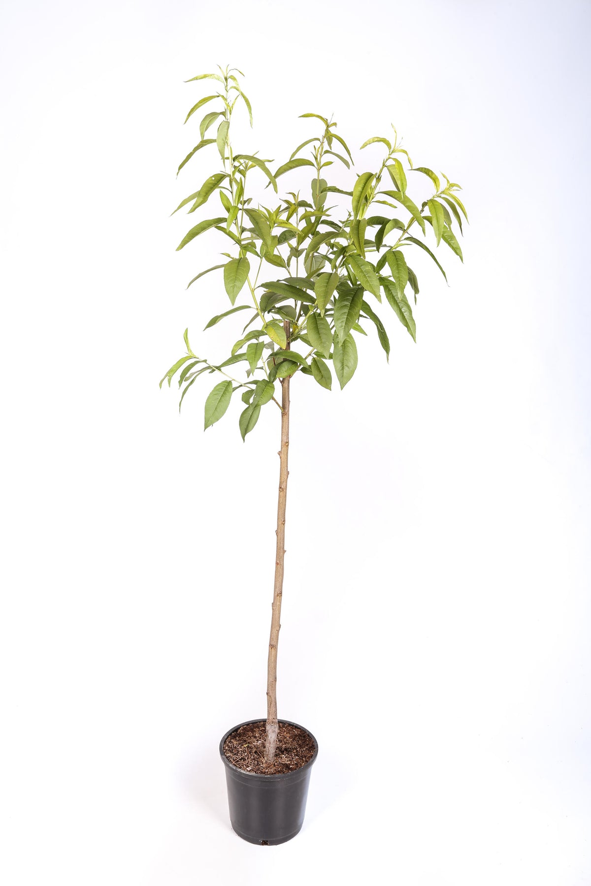 Melocotonero Maruja - Planta Natural - Maceta 26cm. - Altura Aprox. 120/150_1